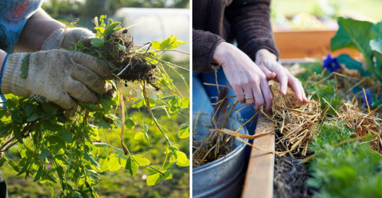 Smart Tricks Oregon Gardeners Should Use To Prevent Weeds In Raised Beds