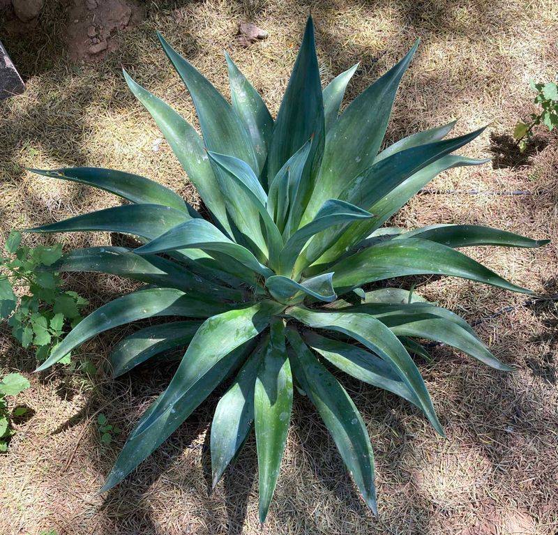 Smooth Agave Needs Careful Placement