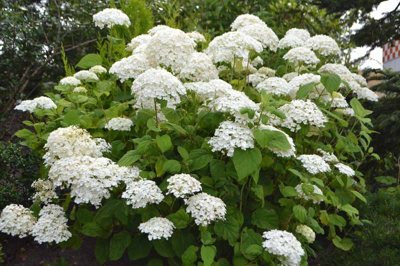Smooth Hydrangea Smooth Hydrangea