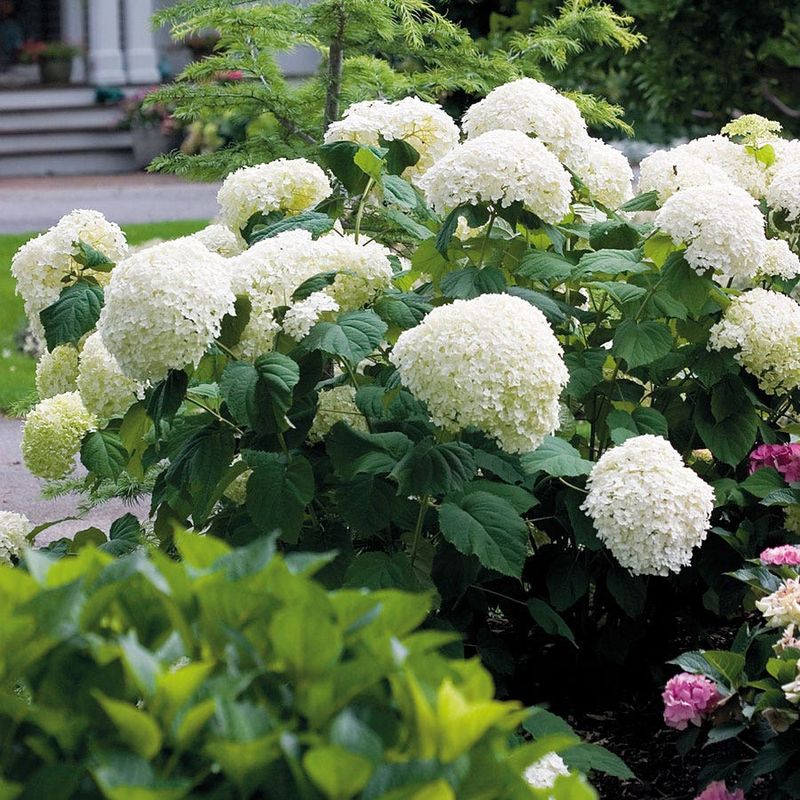 Smooth Hydrangea: The Easygoing White Bloomer