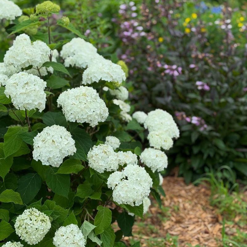 Smooth Hydrangea Smooth Hydrangea