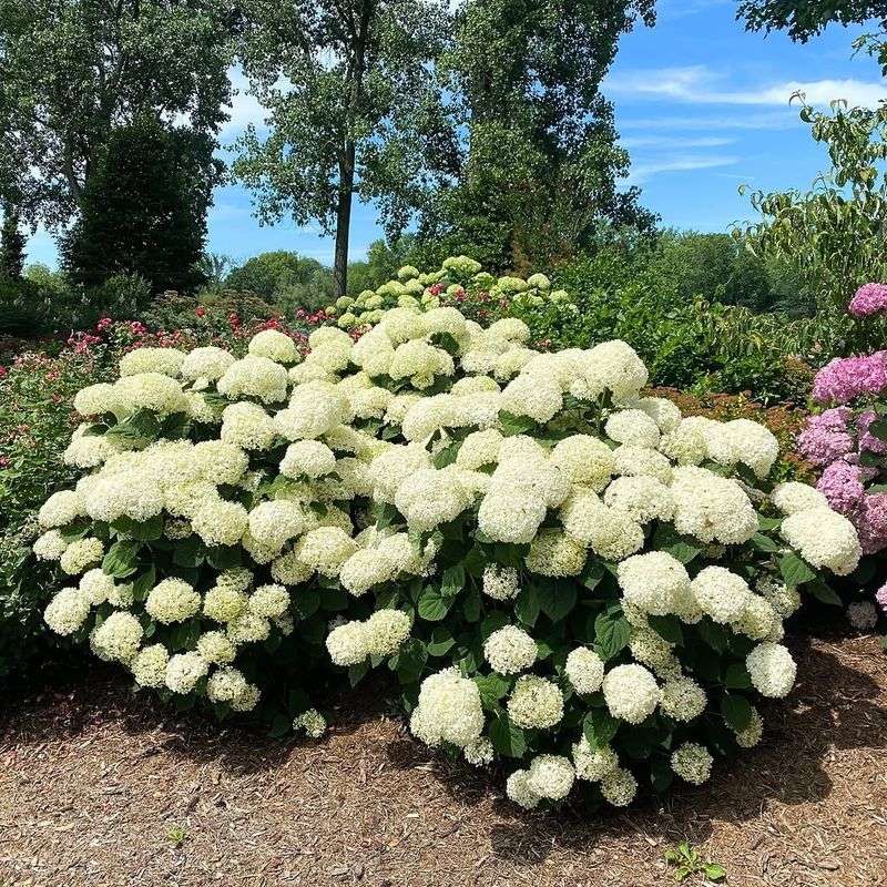 Smooth Hydrangeas Bloom Reliably Even After Harsh Winters