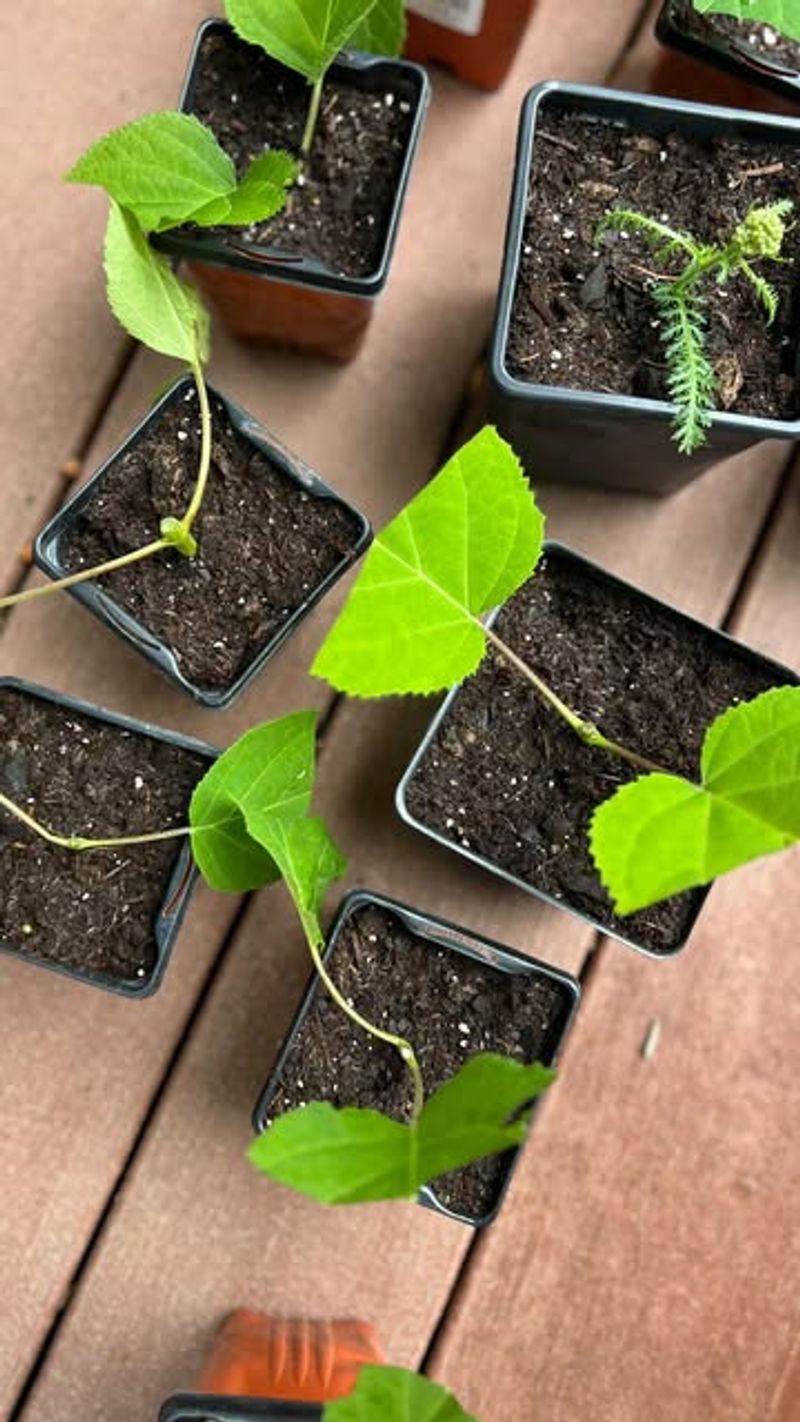Smooth Hydrangeas Root Well From Spring Softwood Growth