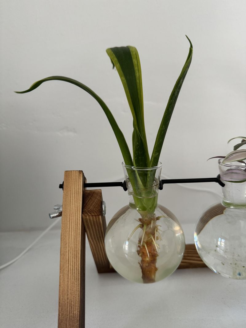 Snake Plant (Dracaena / Sansevieria trifasciata)