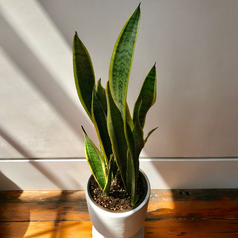 Snake Plant (Dracaena trifasciata)