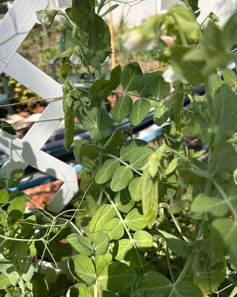 Snap Peas (Pisum sativum)