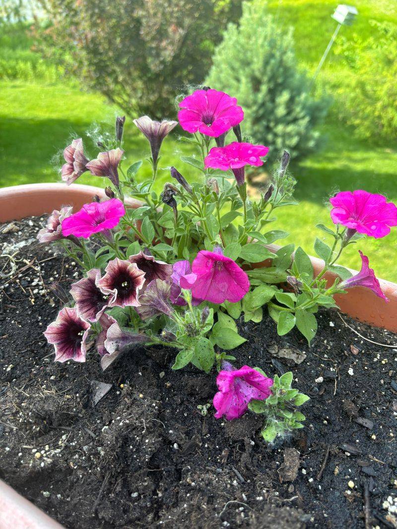 Petunias
