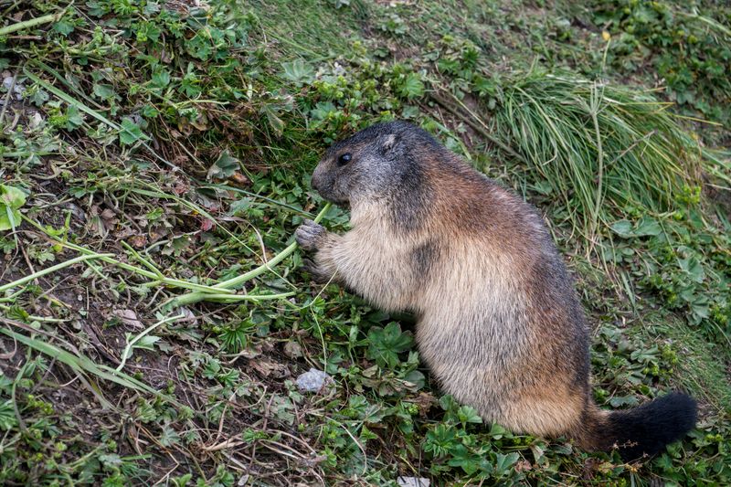 Snapped Stems Are A Groundhog Calling Card Snapped Stems Are A Groundhog Calling Card