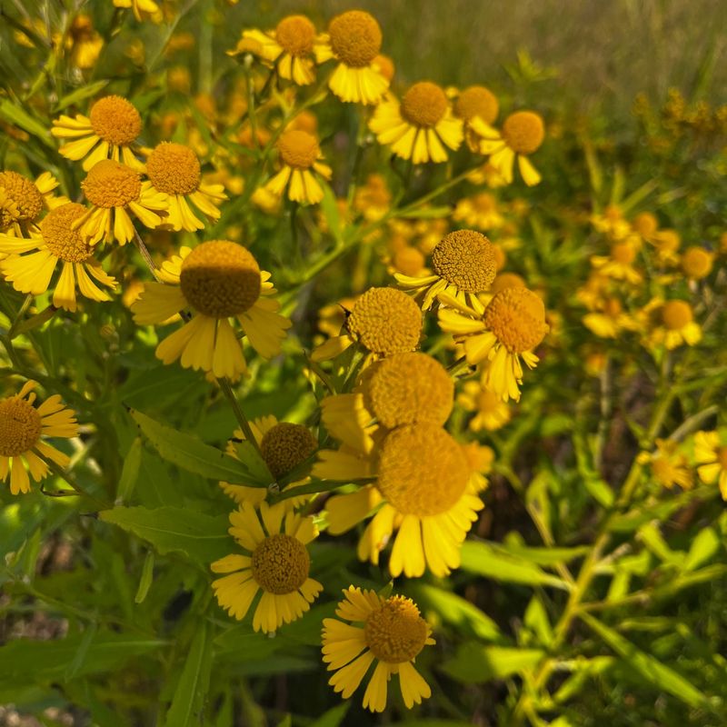 Sneezeweed Brightens Gardens Late In The Season