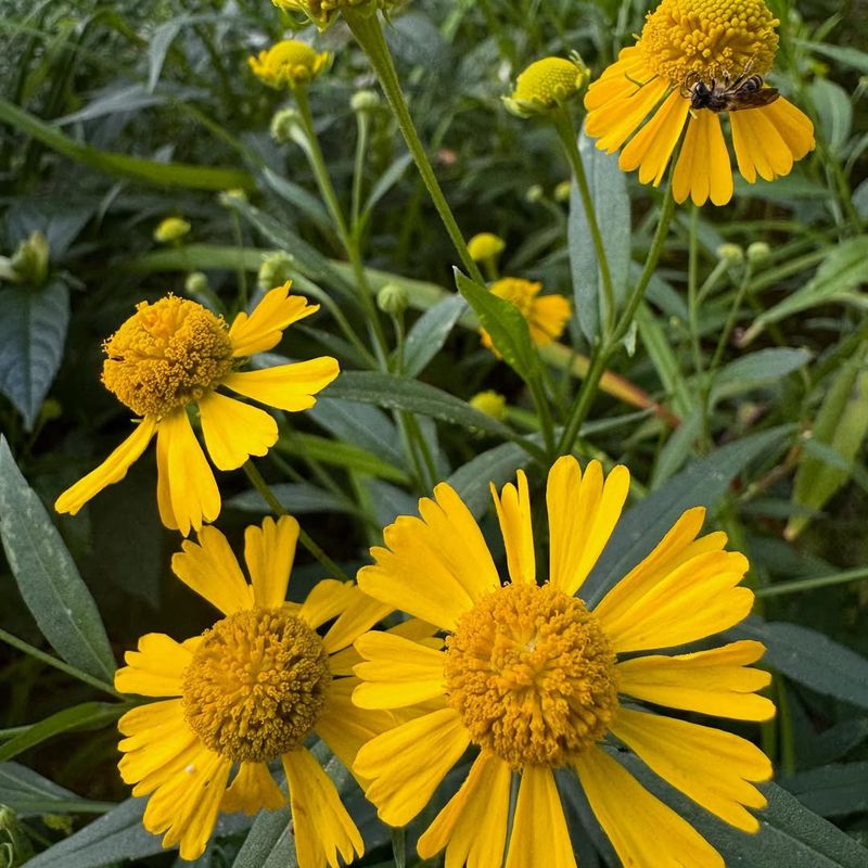 Sneezeweed Sneezeweed