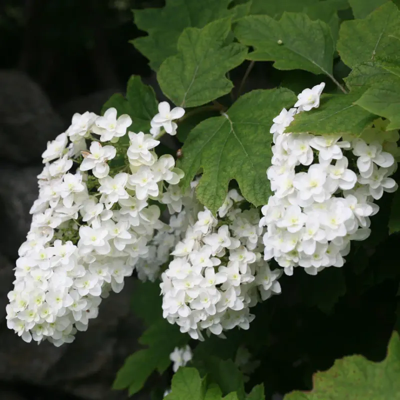 'Snow Flake' Adds Showy Double Flowers