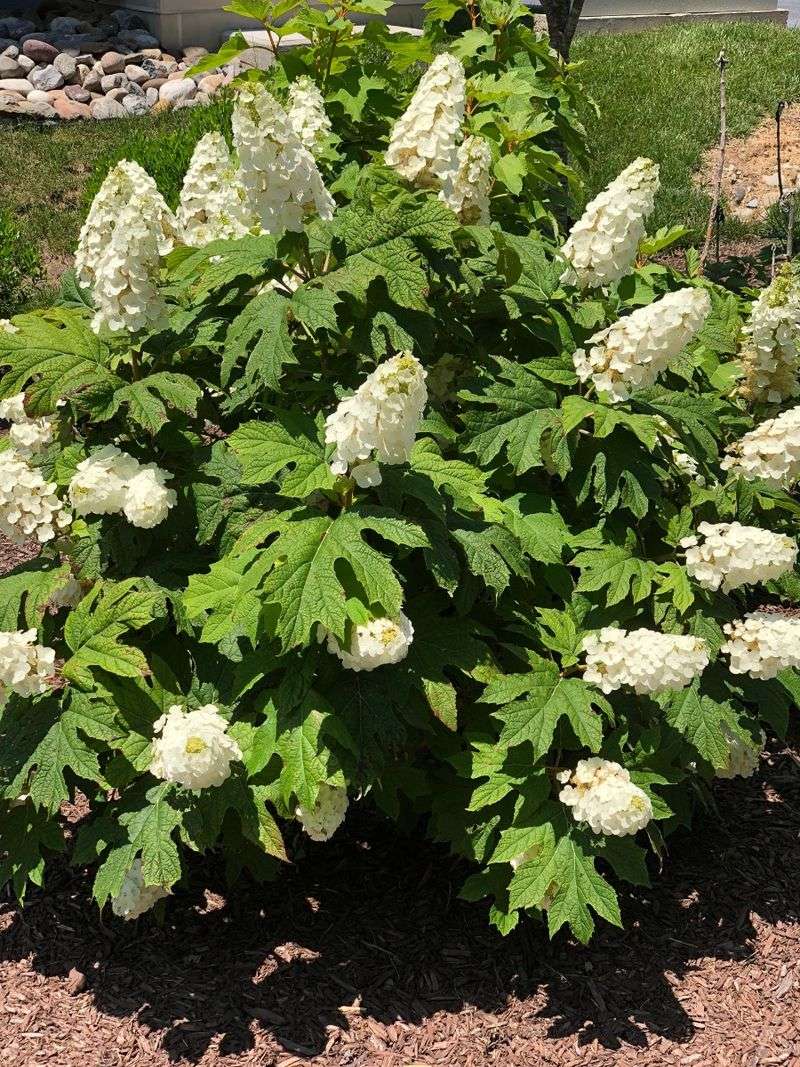 'Snow Queen' Brings Strong White-To-Pink Blooms