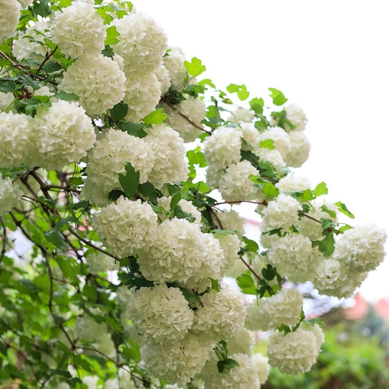 Snowball Viburnum Adds Structure Beyond Bloom Time