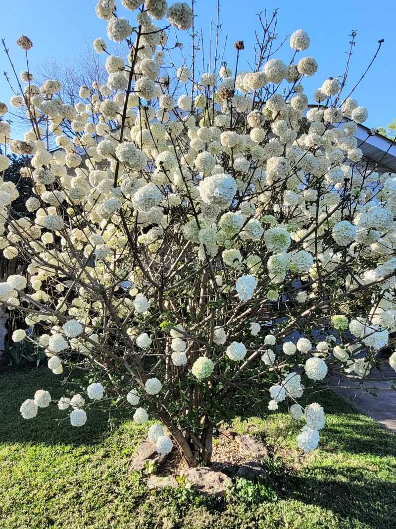Snowball Viburnum Brightens Sunny Yards