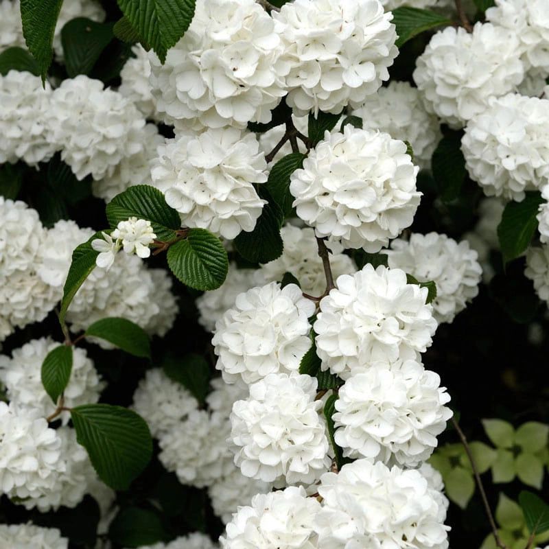 Snowball Viburnum Brings Big White Blooms