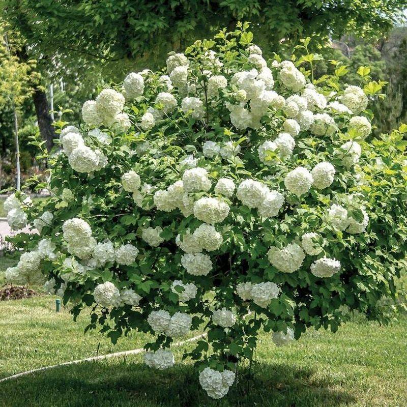 Snowball Viburnum Fits Low-Maintenance Gardens