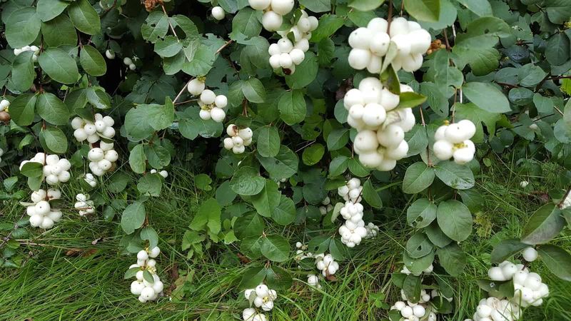 Snowberry