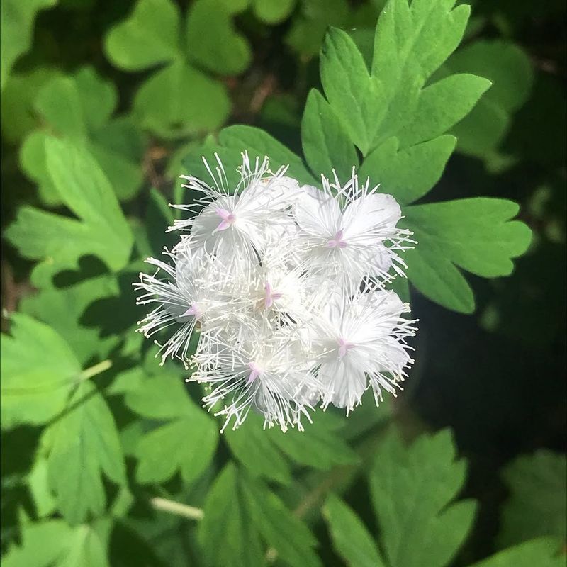 Snowbrush Ceanothus 