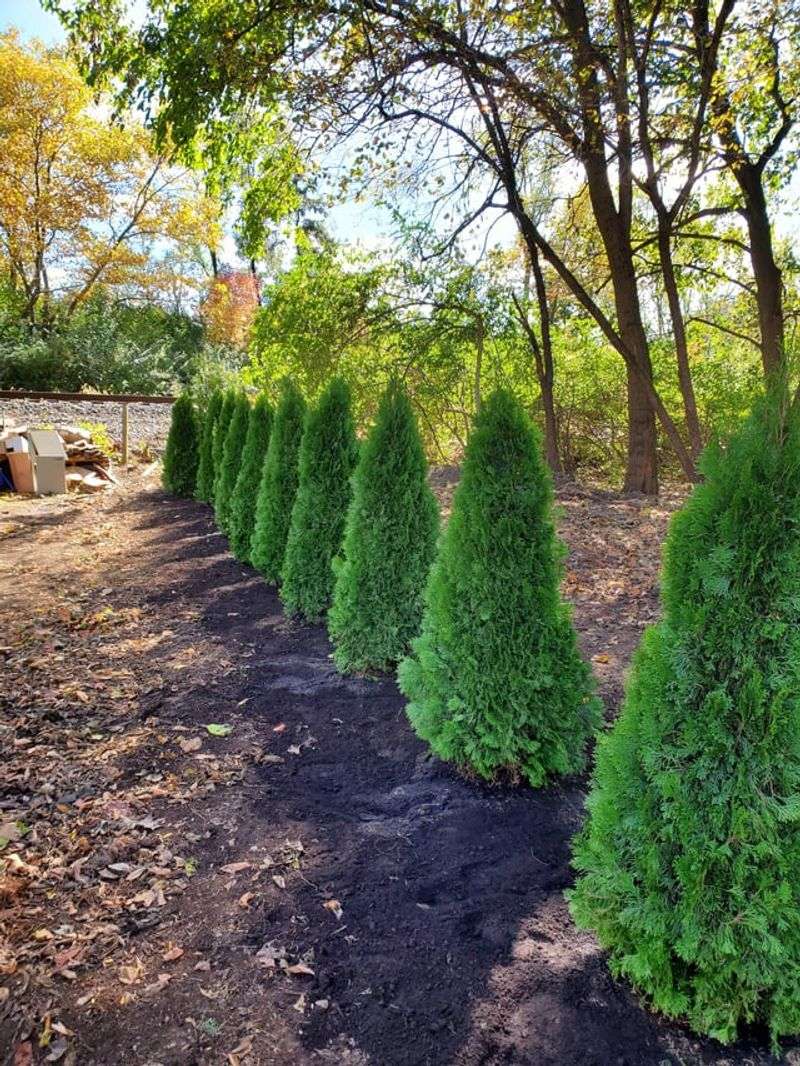 So, Can You Plant Shrubs Right On The Line?