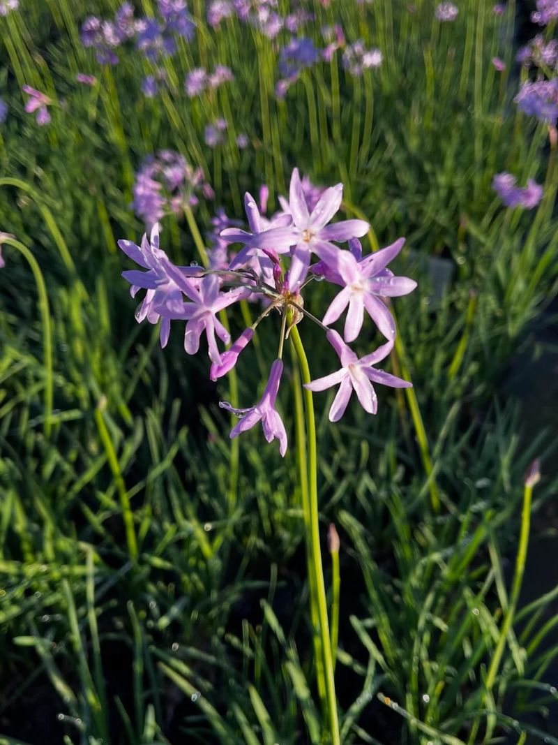 Society Garlic Adds Purple Flowers Above Strappy Foliage
