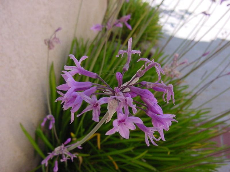 Society Garlic Brings Flowers With A Sharp Garlic Smell