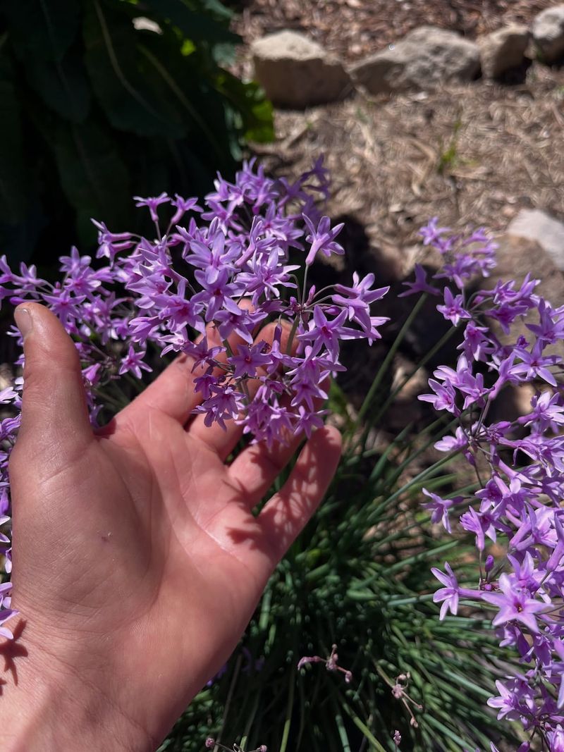 Society Garlic Fills Sunny Fence Edges With Minimal Care
