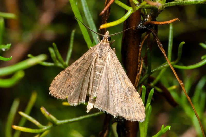 Sod Webworms Sod Webworms