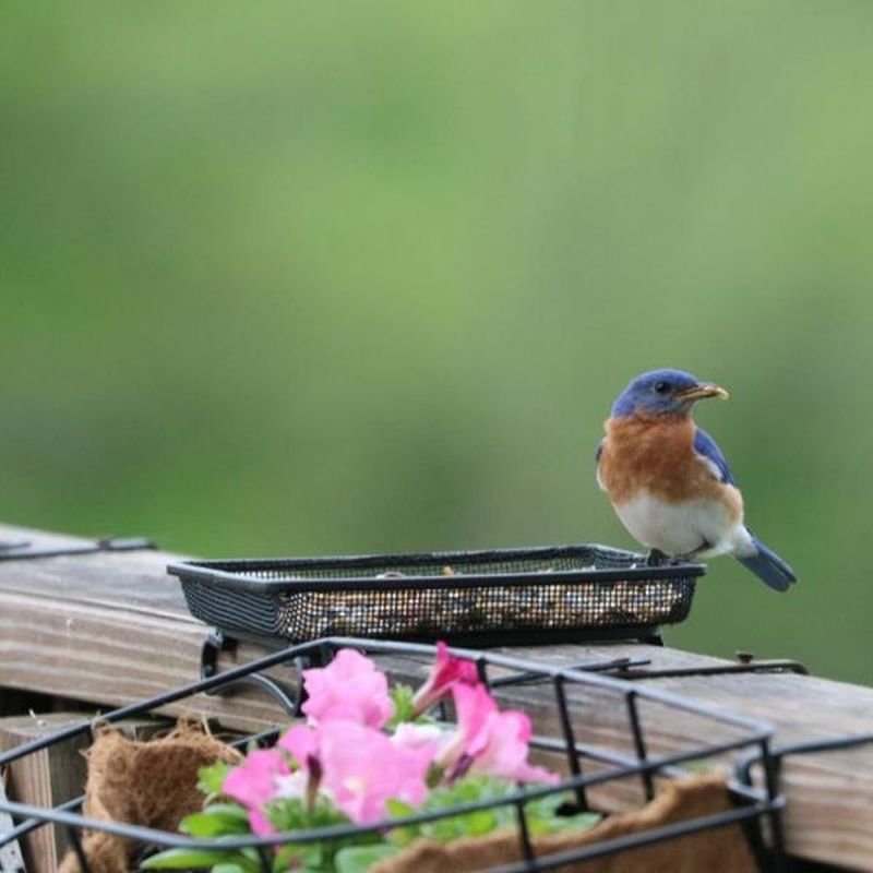 Soft Fruit Pieces Added To Platform Feeders