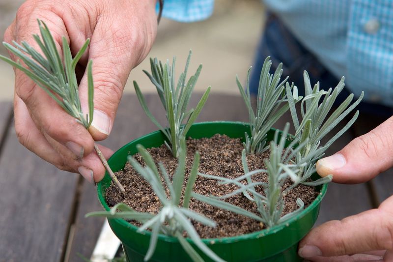 Soft May Growth Can Root More Easily