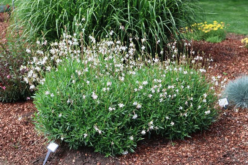 Soft White And Pink Tones Blend Easily With Nearby Plants