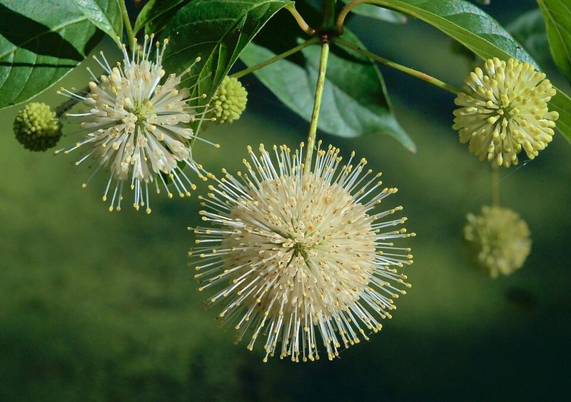 Soften Damp Corners With Buttonbush
