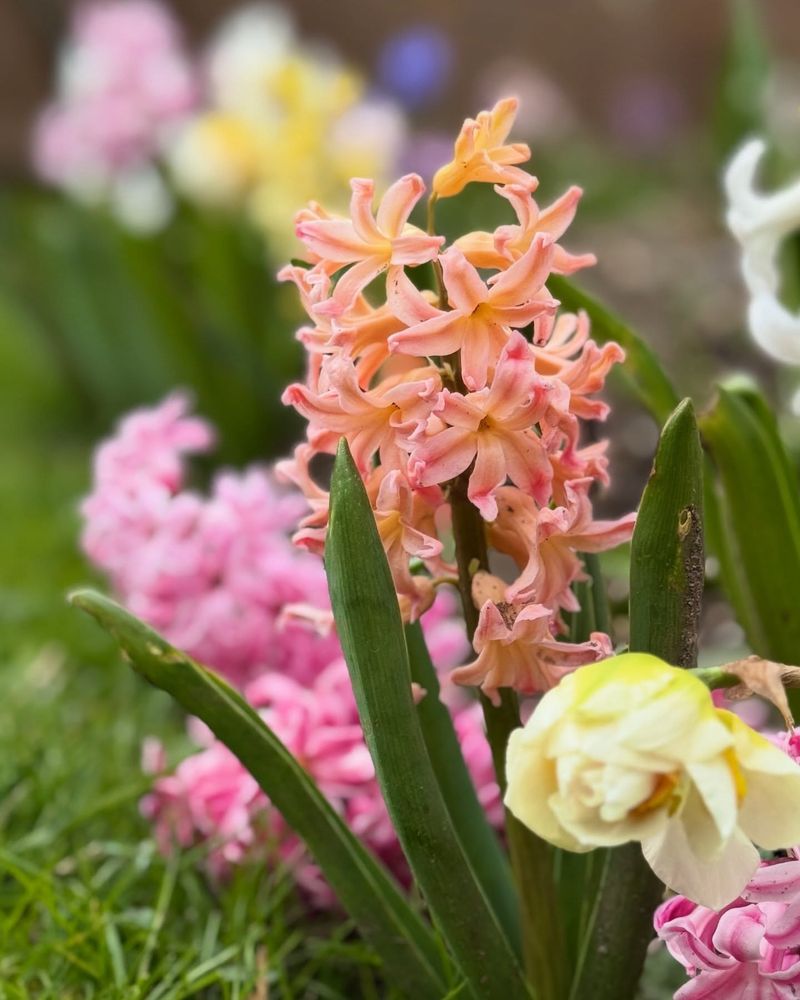 Soften Porch Pots With Peach Hyacinths Soften Porch Pots With Peach Hyacinths