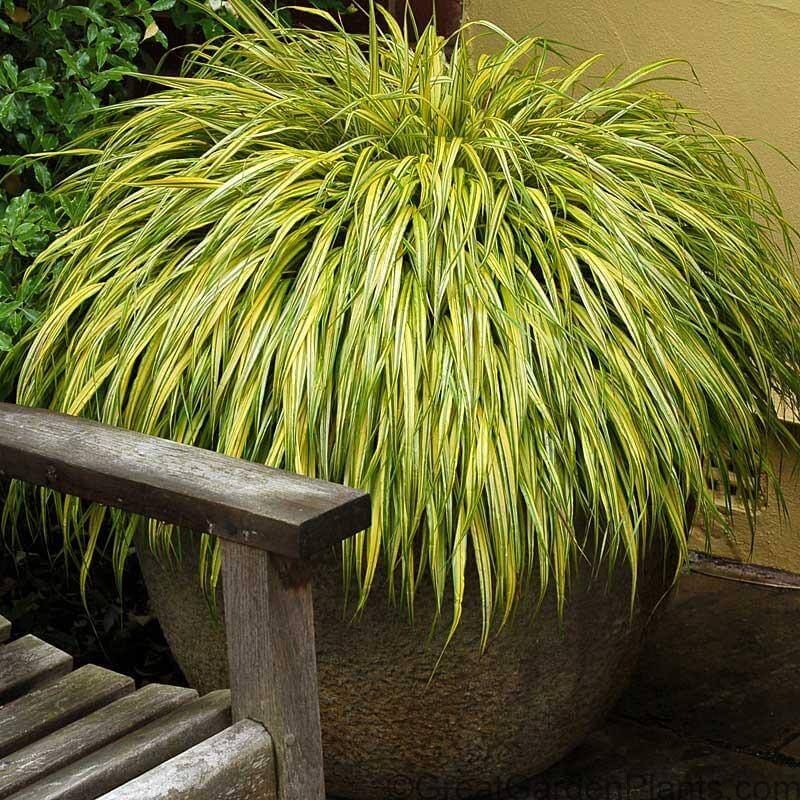 Soften Shady Containers With Japanese Forest Grass