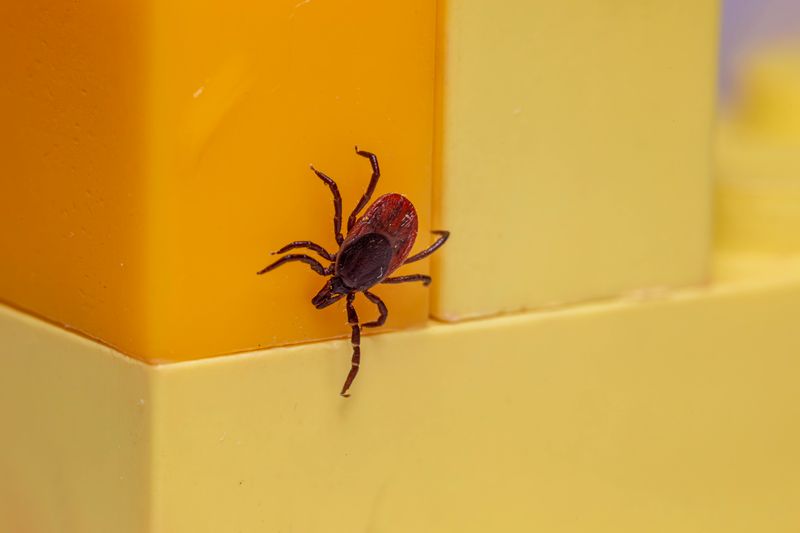 Softer Winters Are Keeping Ticks Alive Softer Winters Are Keeping Ticks Alive
