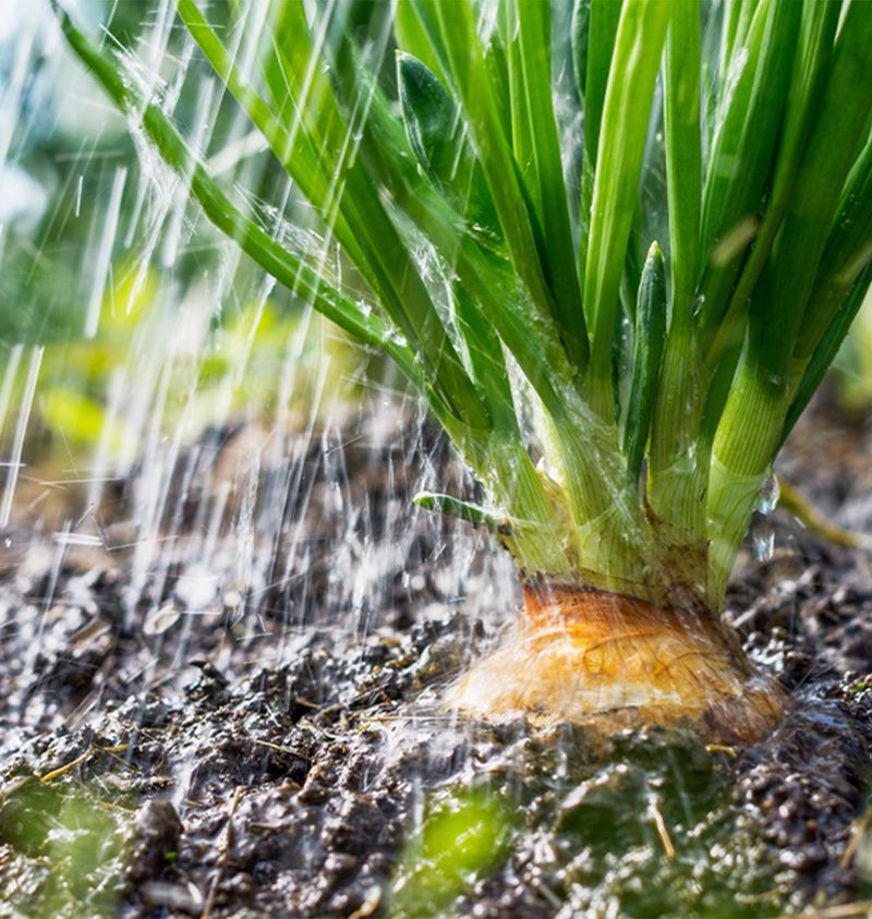 Soggy Roots Can Stress Vegetables And Garden Plants