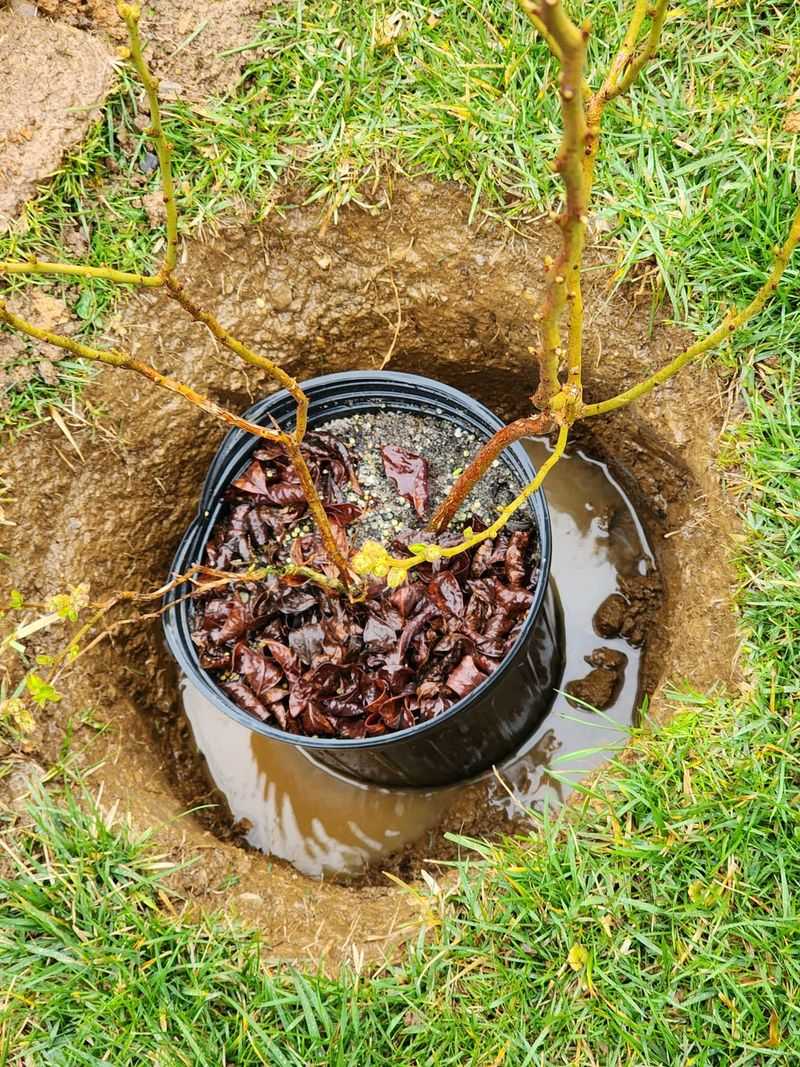 Soggy Roots Turn A Promising Planting Into A Struggle