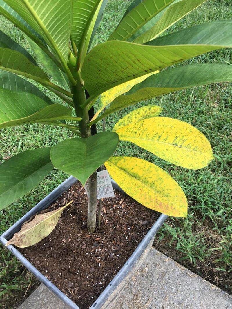 Soggy Soil Can Cause Problems Fast Soggy Soil Can Cause Problems Fast
