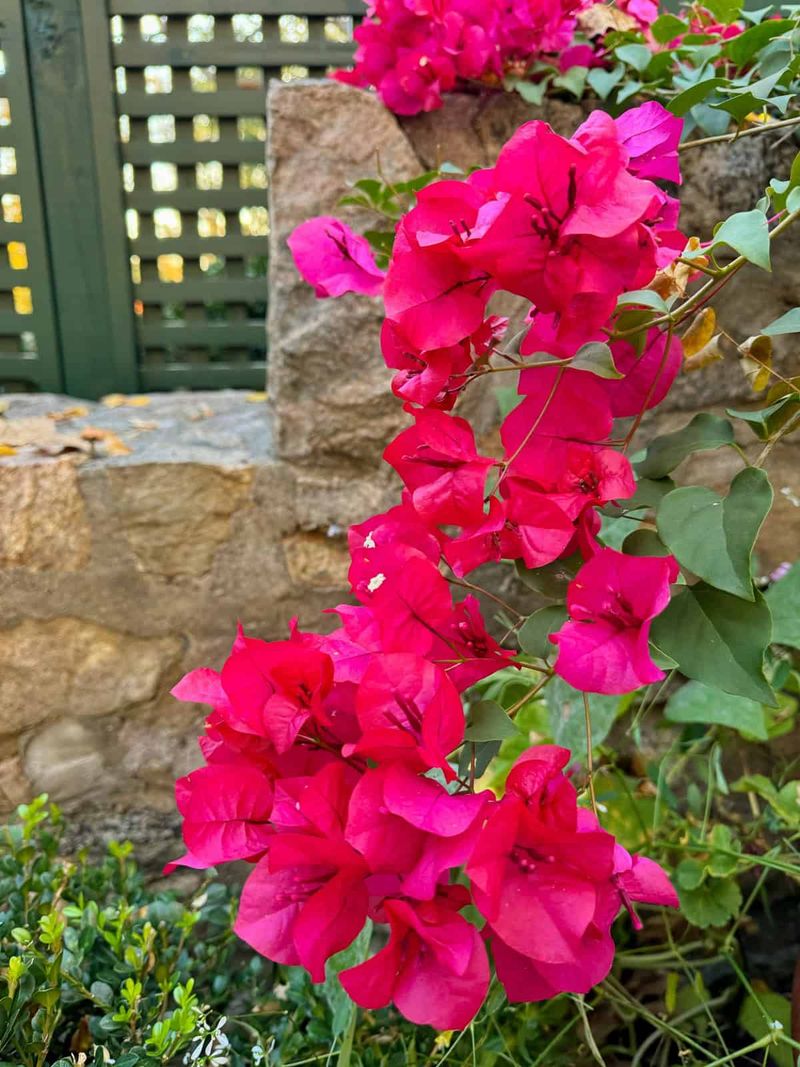 Soggy Soil Can Trip Up Bougainvillea Fast