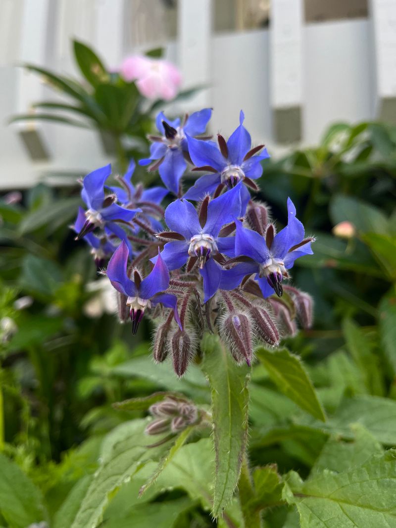 Soil Benefits From Borage As Plants Break Down