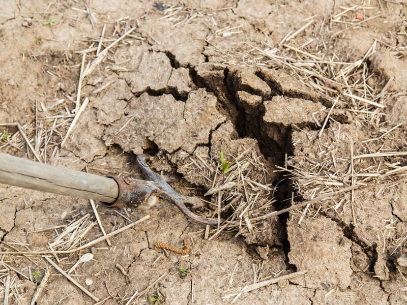 Soil Feels Hard And Difficult To Dig