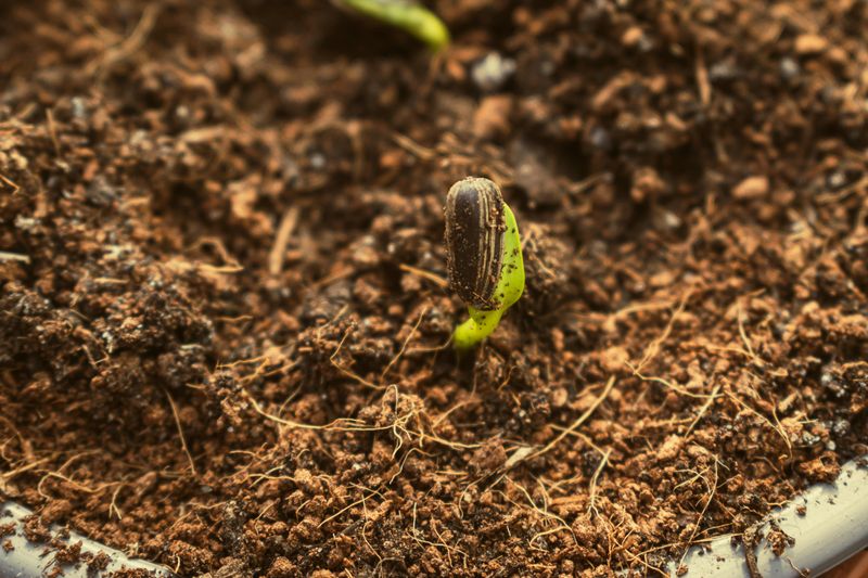Soil Needs At Least 50 Degrees Before Direct Sowing