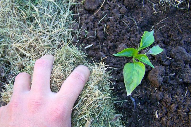 Soil Splash Can Spread Problems Onto Young Seedlings