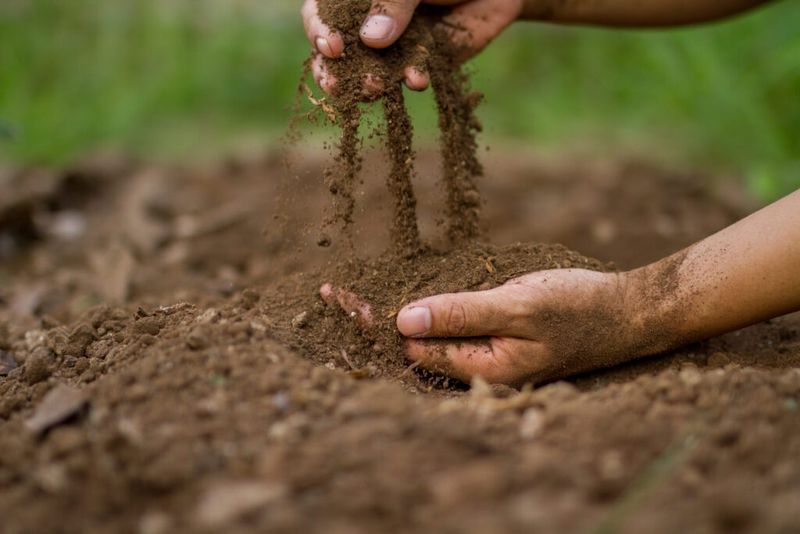 Soil Tests Help Prevent Unnecessary Phosphorus