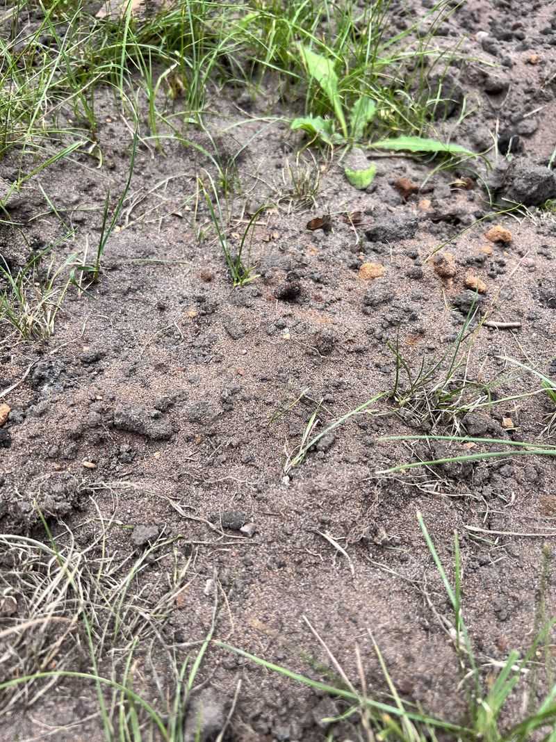 Soil That Dries Out Too Fast Will Struggle In Summer