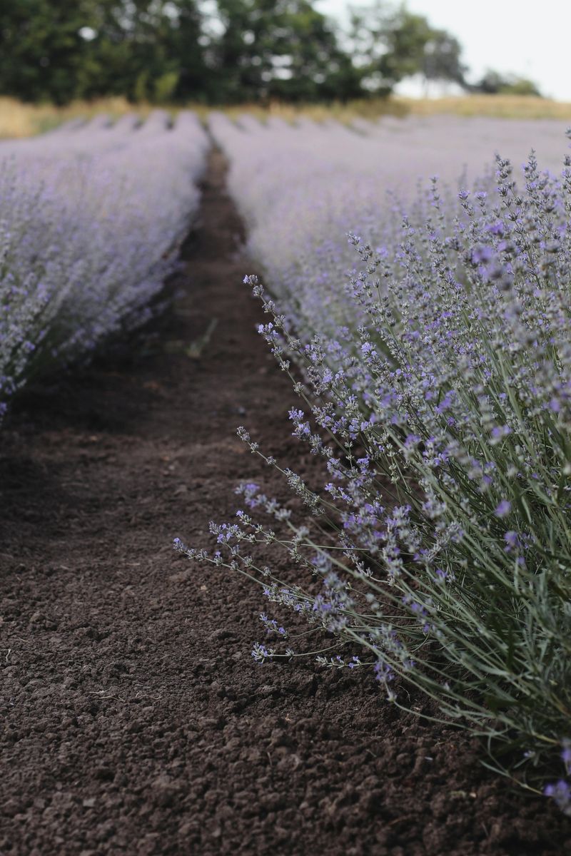 Soil That Finishes Lavender Before Heat Even Arrives Soil That Finishes Lavender Before Heat Even Arrives