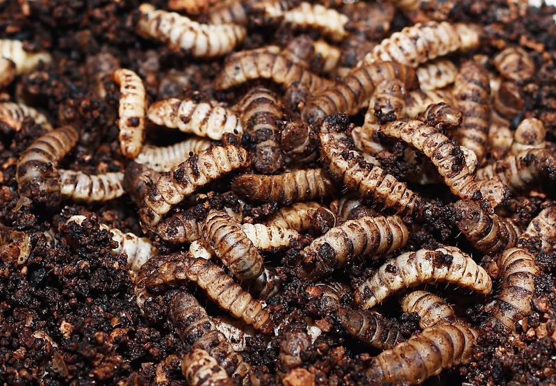 Soldier Fly Larvae Look Weird But Help Break Down Waste
