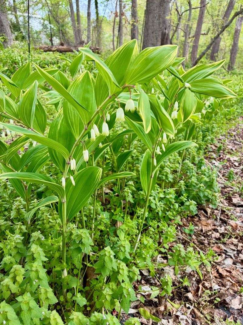 Solomon's Seal