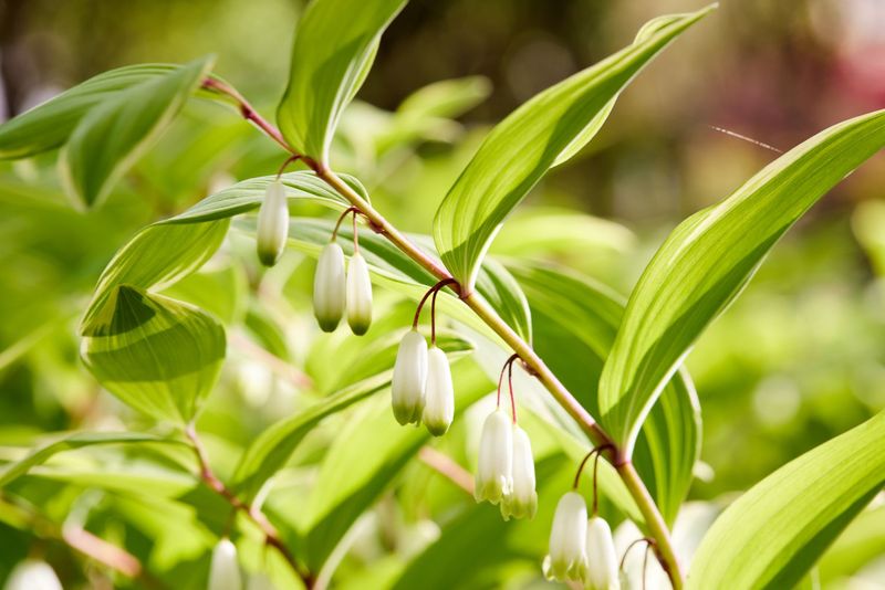 Solomon's Seal