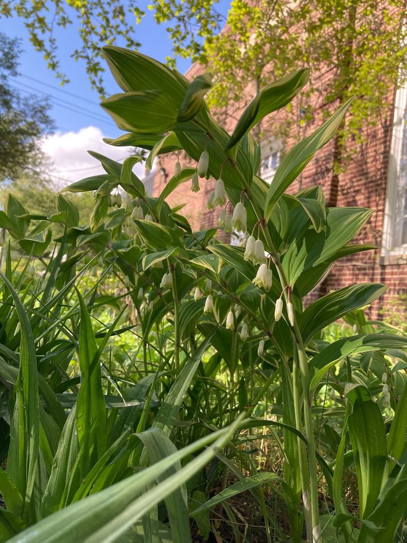 Solomon's Seal Solomon's Seal