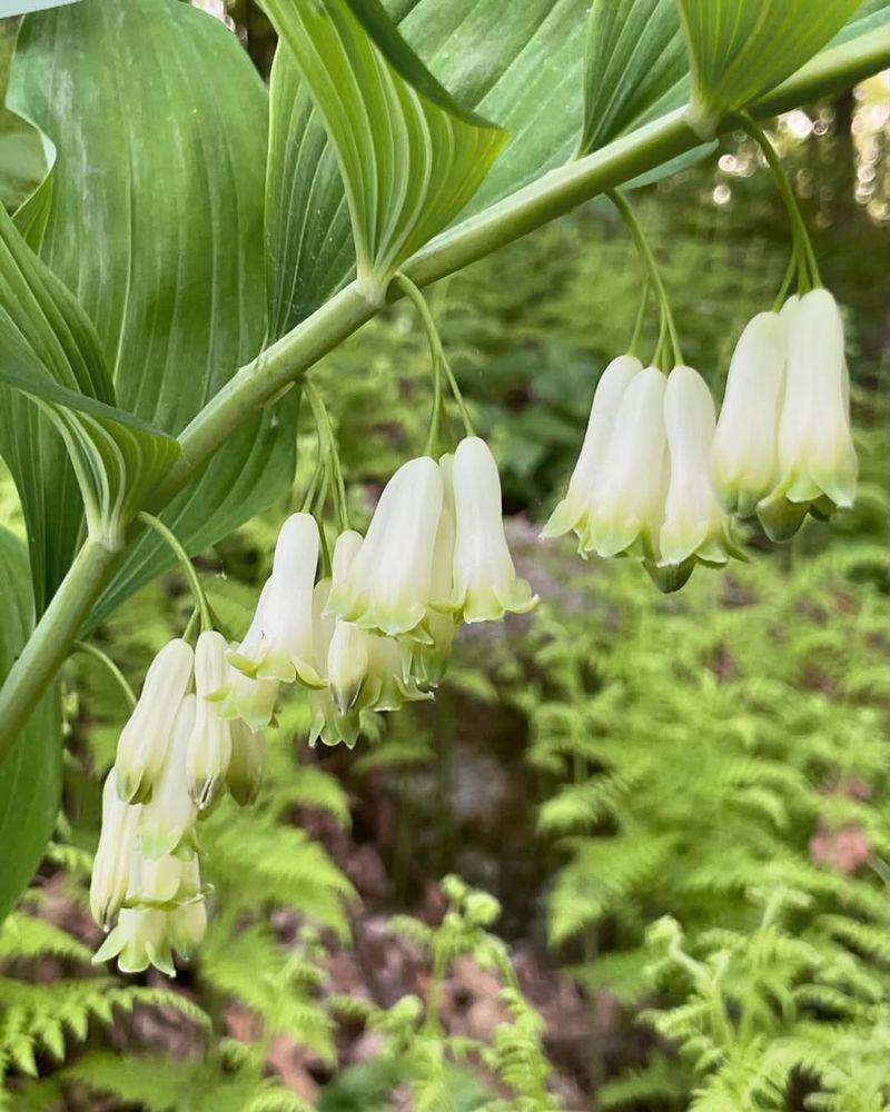 Solomon's Seal